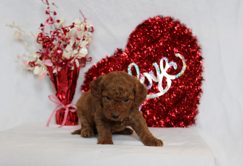 puppy, for, sale, Mini Berndoodle F2B, Matthew B. Stoltzfus, dog, breeder, Gap, PA, dog-breeder, puppy-for-sale, forsale, nearby, find, puppyfind, locator, puppylocator, aca